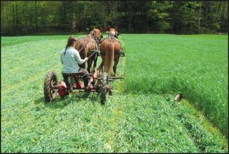 استفاده از اسب در سمپاشی زمینهای کشاورزی در مزارع قدرت یافته از اسب