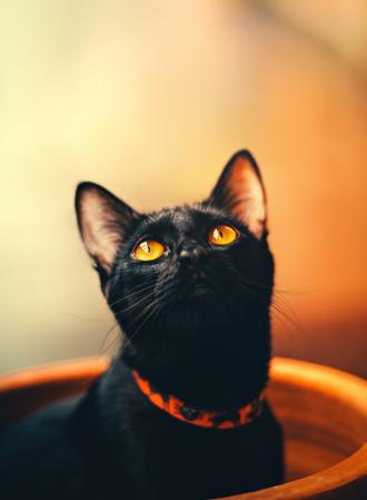 گربه سیاه در حال نگاه به بالا