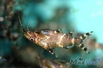ماهی زینتی گربه ماهی وارونه به دسته ماهیان آکواریومی آب شیرین تعلق دارد