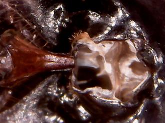 قسمت زیری سر زنبور زیر میکروسکوپ