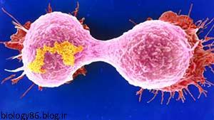 سلول سرطانی