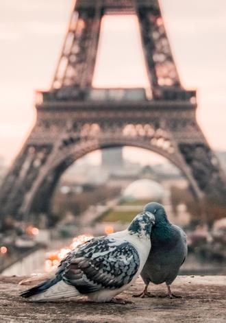 دو کبوتر با پس زمینه برج ایفل فرانسه