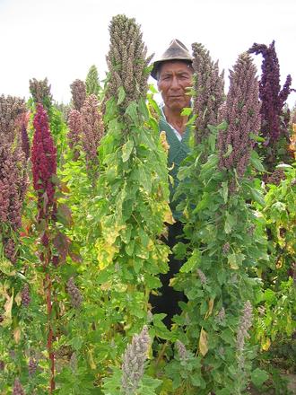 Quinoa farmer