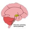 brain-reticula