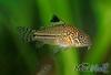 ماهی زینتی کوریدوراس پلنگی به دسته ماهیان آکواریومی آب شیرین تعلق دارد