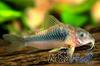 ماهی زینتی کوریدوراس برنزی به دسته ماهیان آکواریومی آب شیرین تعلق دارد