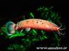 ماهی زینتی گربه ماهی الکتریکی به دسته ماهیان آکواریومی آب شیرین تعلق دارد