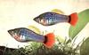 ماهی زینتی پلاتی بی قرار به دسته ماهیان آکواریومی آب شیرین تعلق دارد