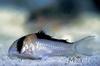 ماهی زینتی کوریدوراس آدولفو به دسته ماهیان آکواریومی آب شیرین تعلق دارد