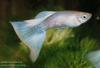  ماهی زینتی گوپی از جمله ماهیان آکواریومی آب شیرین است