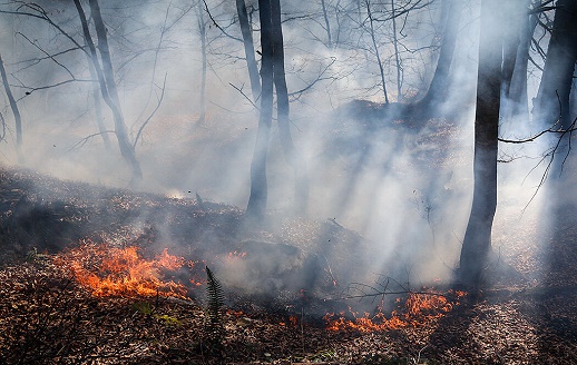 آتش سوزی جنگل‌های شرق گلستان