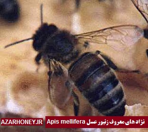 نژاد های معروف زنبور عسل Apis mellifera