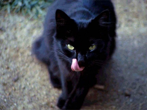 گربه سیاه در فرانسه نیز نشانی شوم و پیام آور بد اقبالی است.