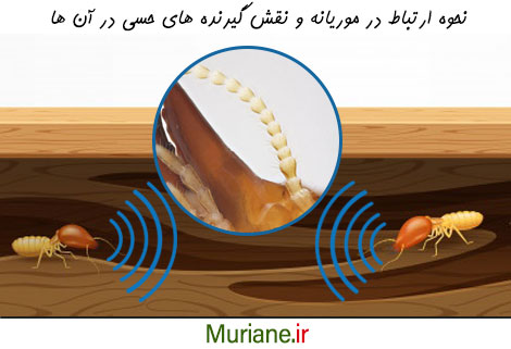 نحوه برقراری ارتباط در موریانه ها