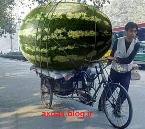 بزرگ ترین هندوانه جهان