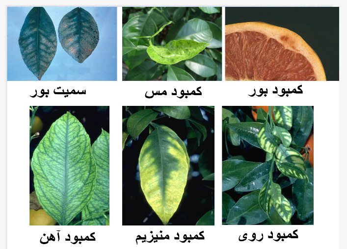 علائم مهمترین کمبودها در مرکبات