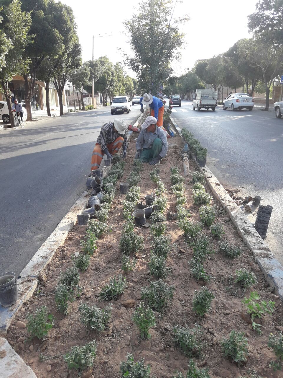 آماده سازی وکاشت گل در باغچه های سطح شهر و تعویض خاک