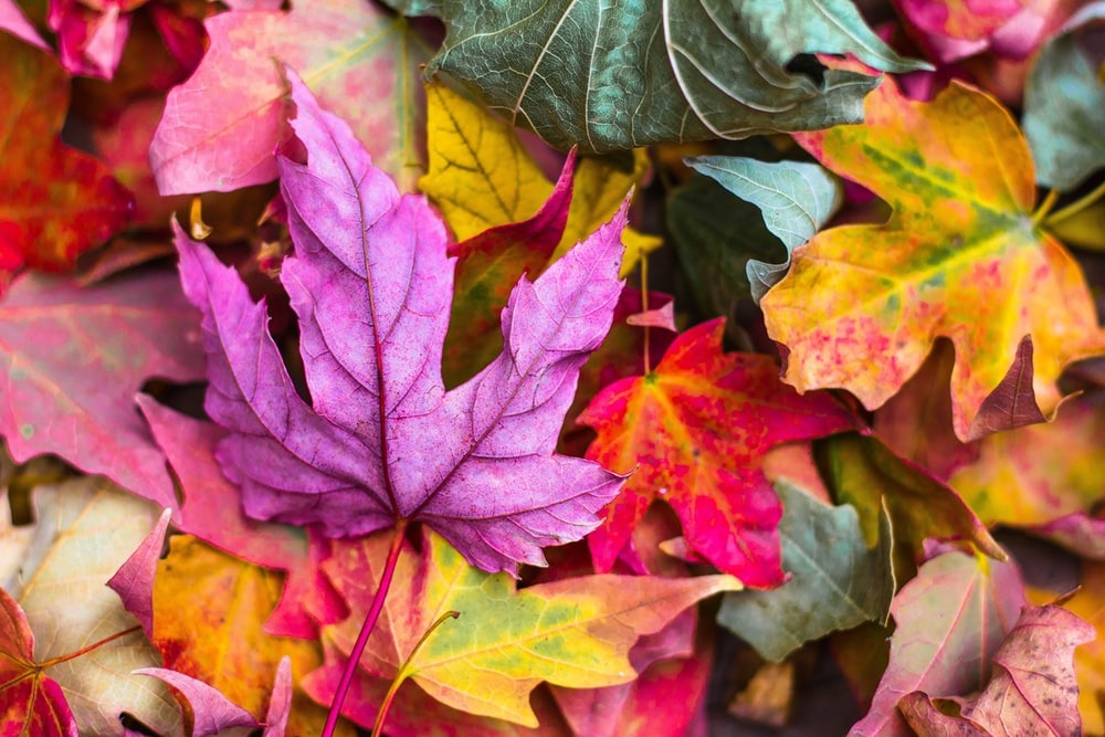 متن های پاییزی زیبا برای اینستاگرام که مناسب عکس های پاییزی شما هستند