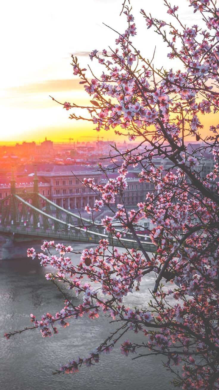 تصویر فوق العاده زیبا از شکوفه های بهاری