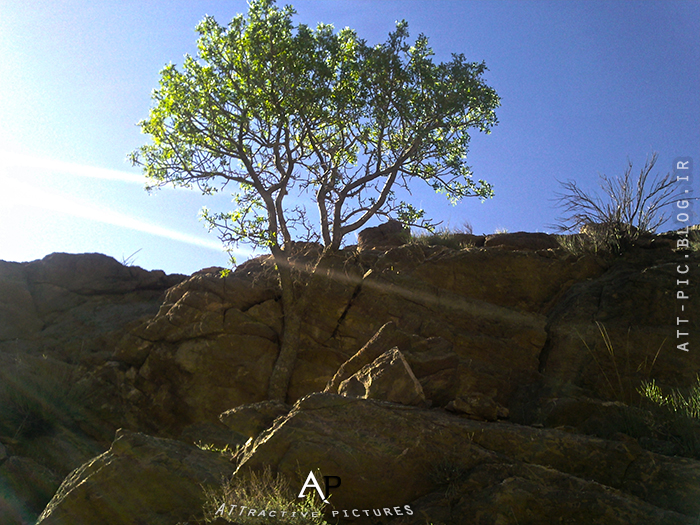 Att.Pic_Tree in the mountains