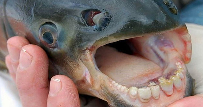 ماهی عجیب با دندان هایی مثل انسان