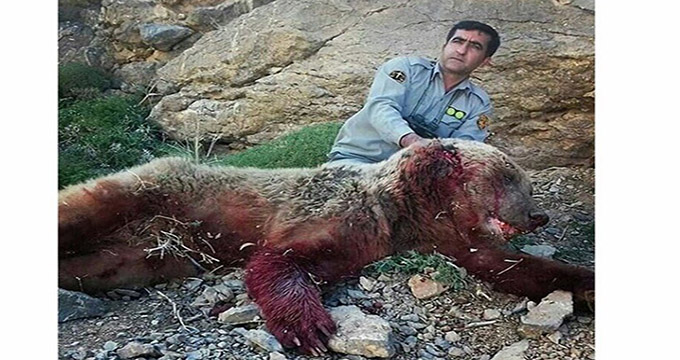 عاملان شکار خرس بوانات در زندان هستند