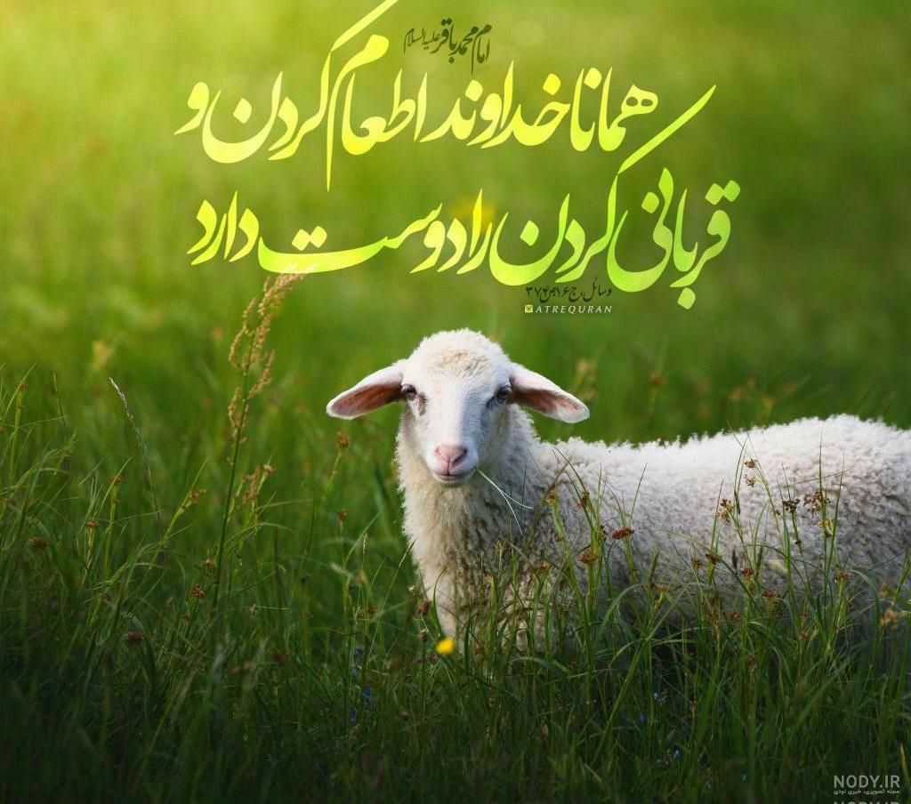 اهدای گوسفند عقیقه توسط رضا منظری