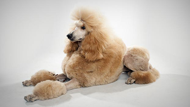 (Poodle (Standard