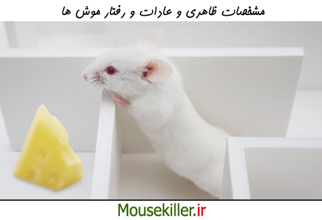 آناتومی و عادات و رفتار موش ها