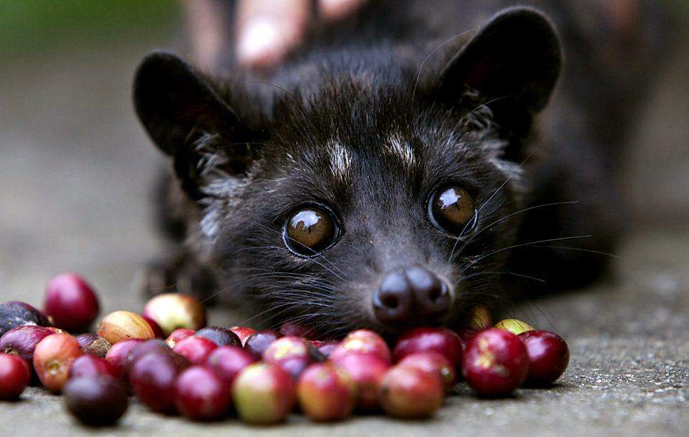 کوپی لواک - Kopi Luwak کوپی لواک - Kopi Luwak