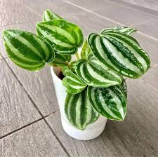 گیاهی که برگش شبیه هندوانه است ! پیرومیا هندوانه ای