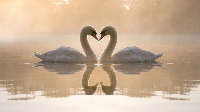 Swans-Pond-Water-Night-Fog-Reflections-Heart-Couple-Love