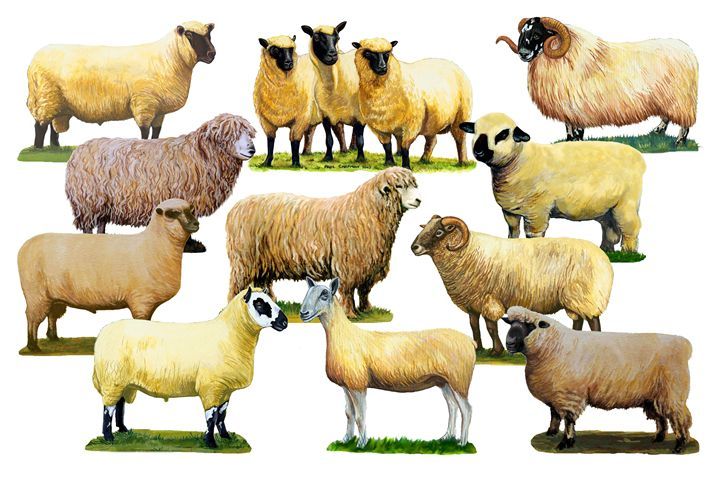 دانلود پاورپوینت آشنایی با نژادهای گوسفند پودمان نگه داری از حیوانات