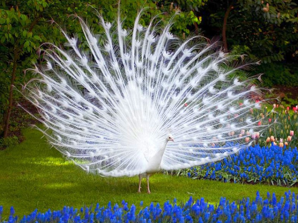 طاووس زیبای سفید
