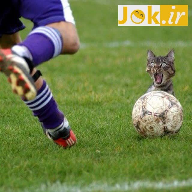 جوک عکس خنده دار: گربه در مسیر توپ فوتبال!