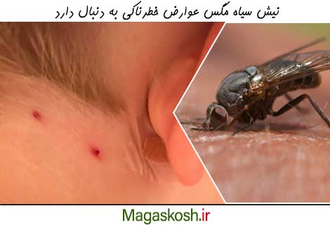 عوارض خطرناک نیش سیاه مگس