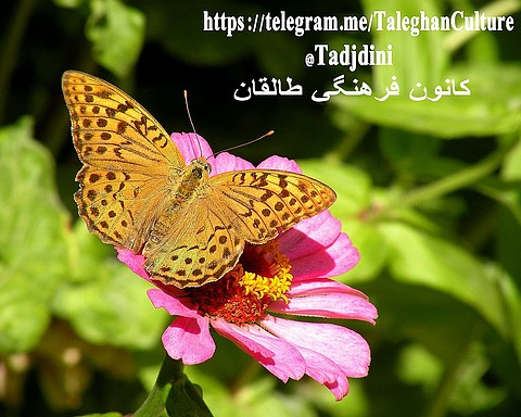 کانال تلگرامی کانون فرهنگی طالقان کانال تلگرامی کانون فرهنگی طالقان