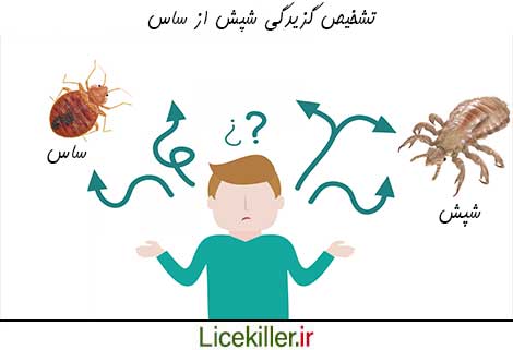 تشخیص جای گزش شپش از گزش ساس