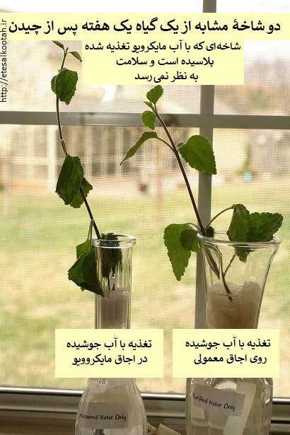 مقایسه دو شاخه از یک گیاه پس از یک هفته آب دادن با آب جوشیده روی اجاق معمولی و آب جوشیده در اجاق مایکروویو