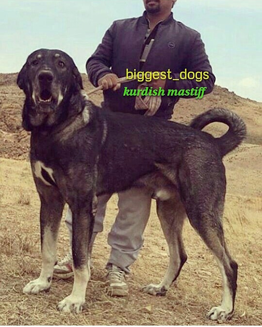 Kurdish Shepherd Dog Pejdar
