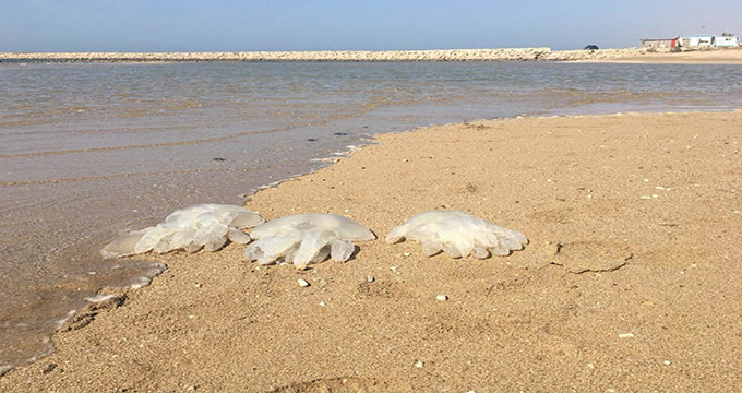 عکس/ مرگ تعداد زیادی عروس دریایی در ساحل خلیج فارس