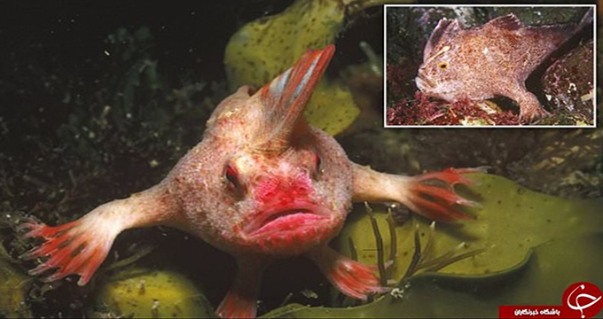 4گوشه دنیا/ کشف ماهی قرمز عجیبی که انگشت دارد!