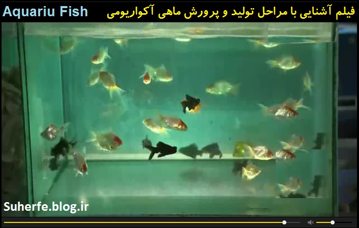فیلم آشنایی با مراحل تولید و پرورش ماهی آکواریومی