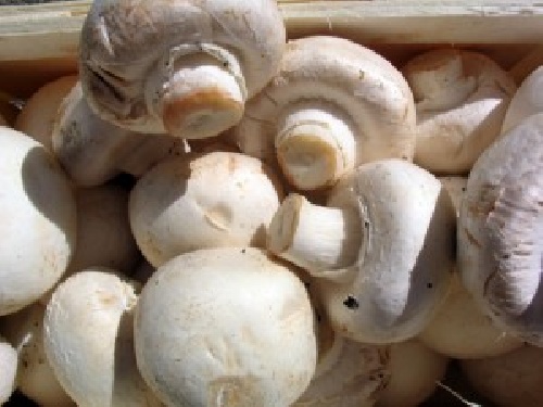 دانلود پروژه کارآفرینی پرورش قارچ خوراکی