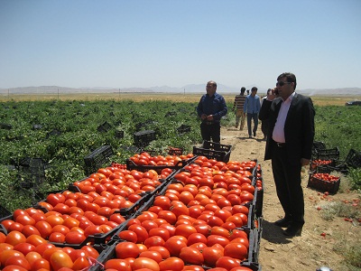 بازدید علی ترابی بخشدار جوکار از کشت مکانیزه قطره ای در روستای ده شاکر