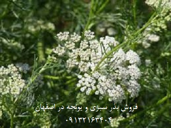 فروش بذر سبزی ویونجه در اصفهان