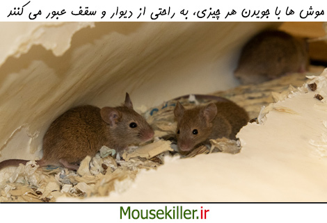 موش ها به راحتی بین واحدهای مختلف آپارتمان جابجا می شوند