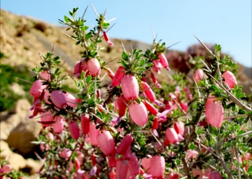 گیاهی که گلهای بادکنکی شکل دارد!