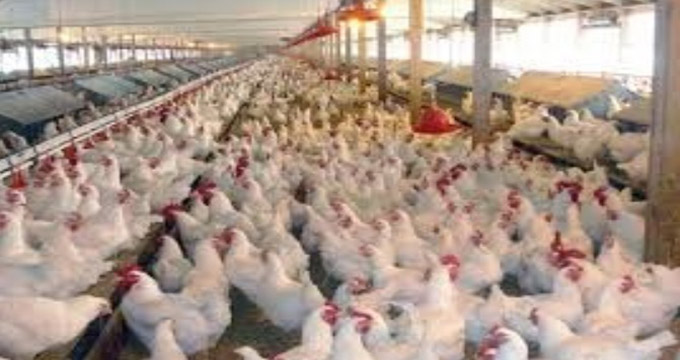 احتمال افزایش قیمت مرغ