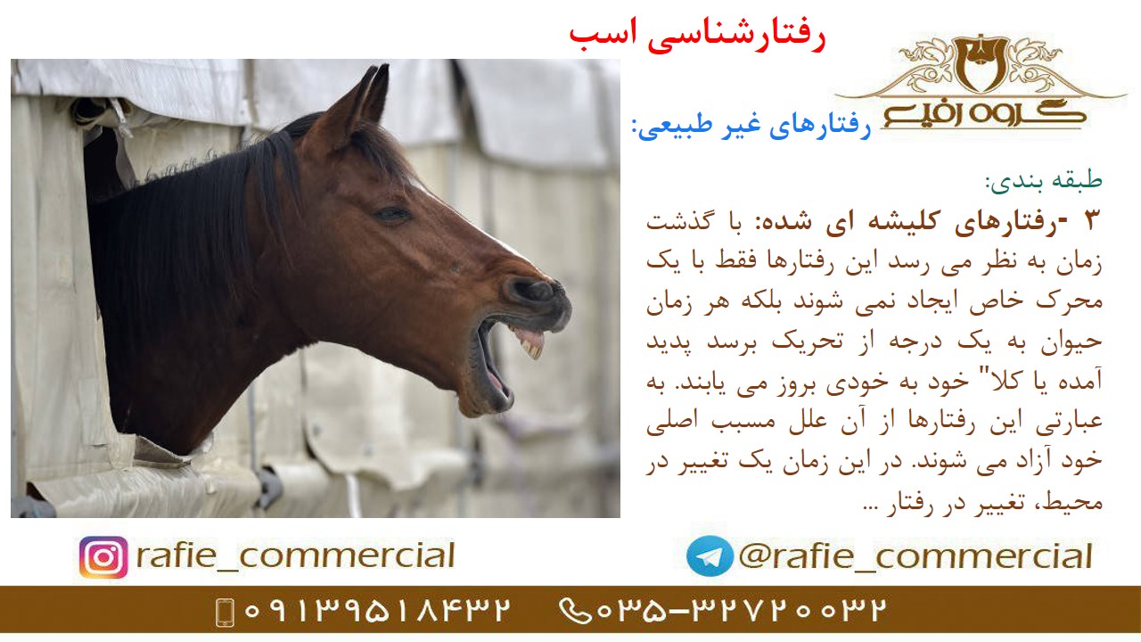 فروش علوفه دام و اسب یونجه سیفال در یزد
